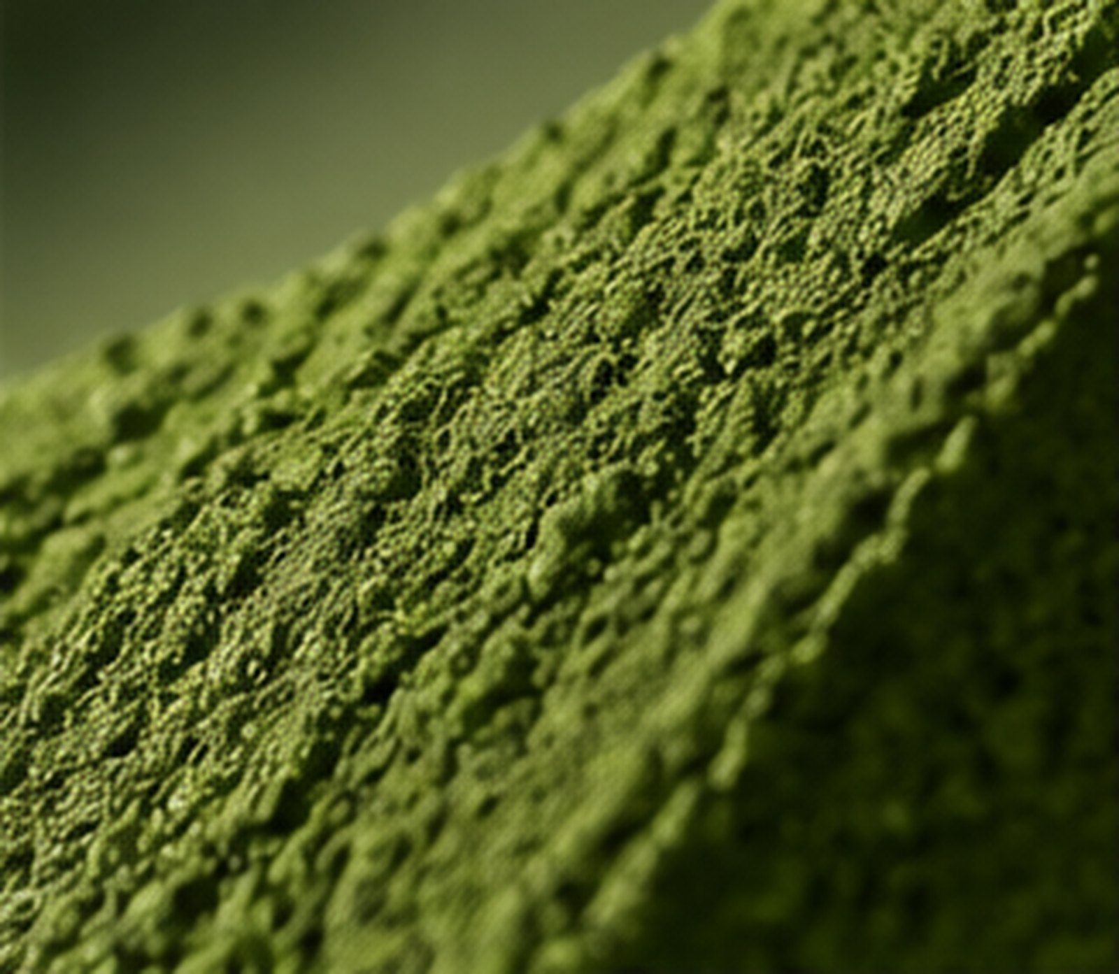 Textura del matcha en polvo